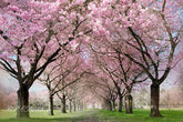 Lofaris Blooming Trees Spring Scene Backdrop For Portrait